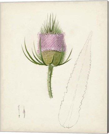 Framed Watercolor Botanical Sketches VIII Print