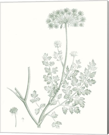 Framed Botanical Study in Sage V Print