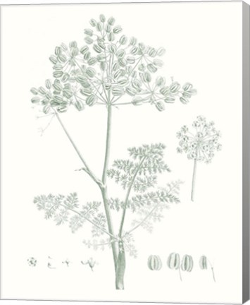 Framed Botanical Study in Sage VI Print