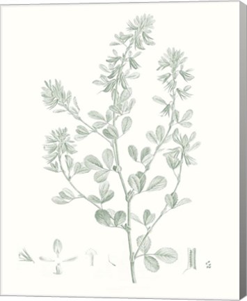 Framed Botanical Study in Sage VIII Print