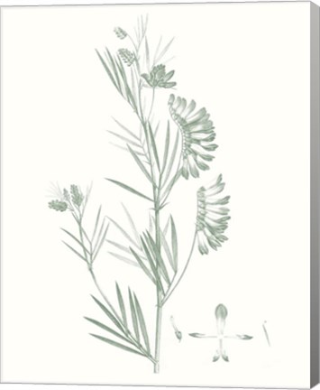 Framed Botanical Study in Sage IX Print