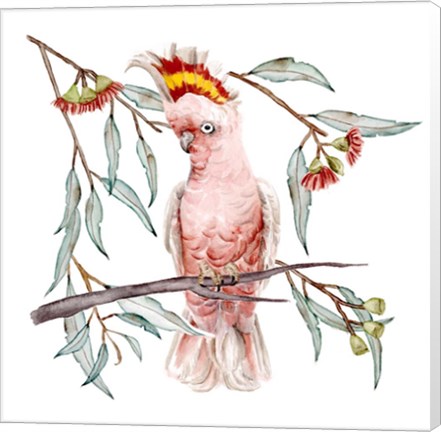 Framed Pink Cockatoo I Print