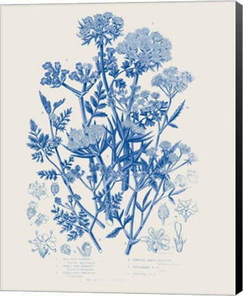 Framed Flowering Plants IV Mid Blue Print