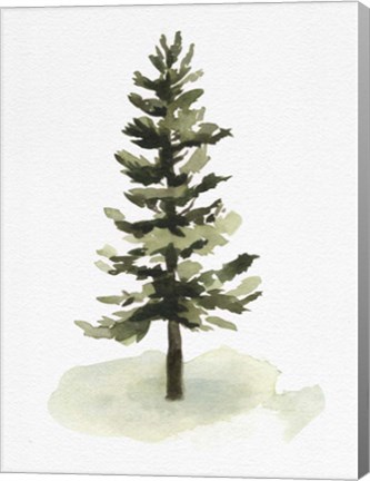 Framed Watercolor Pine II Print