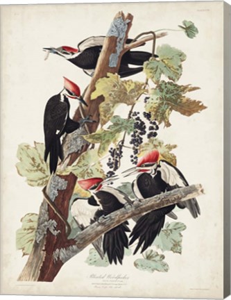Framed Pl. 111 Pileated Woodpecker Print