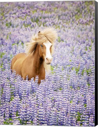 Framed Horse in Lavender I Print