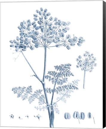 Framed Antique Botanical in Blue VI Print