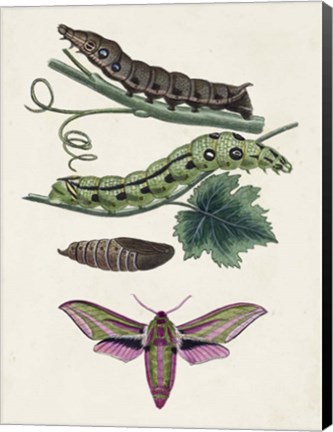 Framed Caterpillar &amp; Moth VI Print