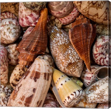 Framed Mini Conch Shells II Print