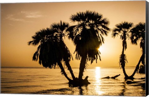 Framed Sunrise On The Beach, Through The Palms Print