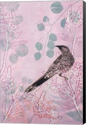 Framed Dusk Wattlebird in Pink Print