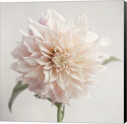 Framed White Bloom From The Garden Print