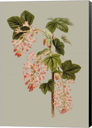 Framed Botanical Array V Print