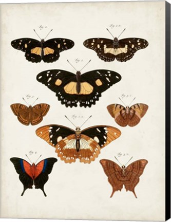 Framed Vintage Butterflies V Print