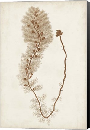 Framed Sepia Seaweed III Print
