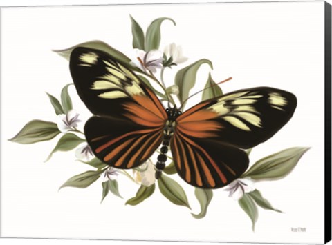 Framed Botanical Butterfly Heliconius Print