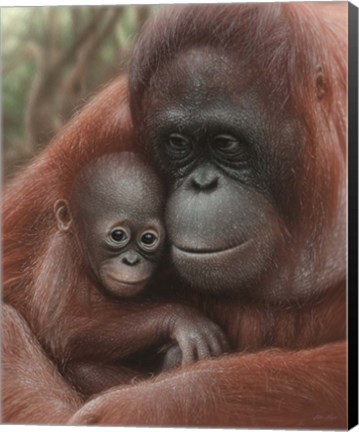 Framed Orangutan Mother and Baby Print