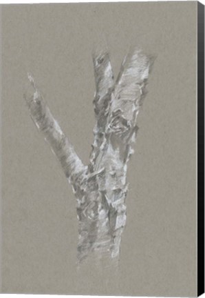 Framed Chalk Birch Study II Print