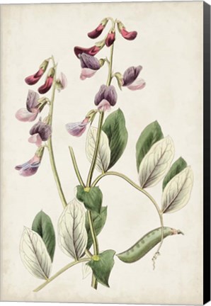 Framed Antique Botanical Collection I Print