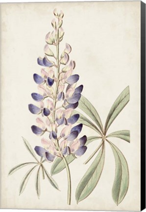Framed Antique Botanical Collection II Print