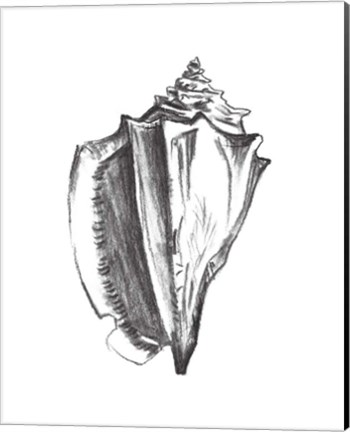 Framed Seashell Study IV Print