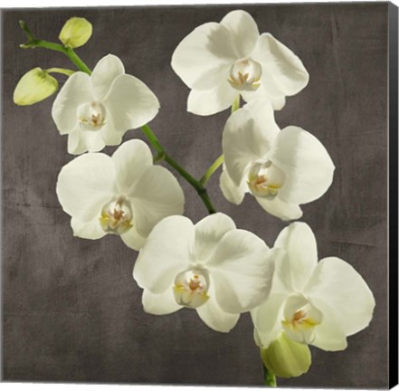 Framed Orchids on Grey Background I Print