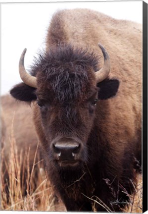 Framed American Bison IV Print