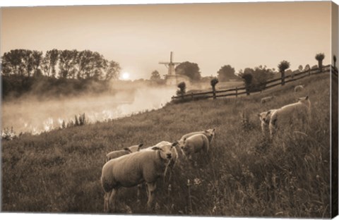 Framed Grazing Sheep Print