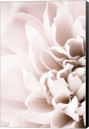 Framed Chrysanthemum No 2 Print