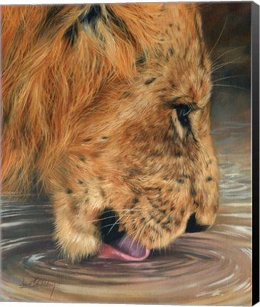 Framed Lion Head Drinking Print