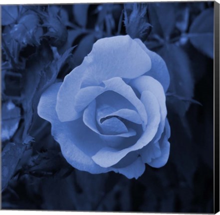 Framed Blue Flower 2 Print
