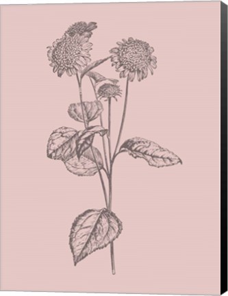 Framed Helianthus Blush Pink Flower Print