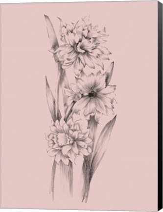 Framed Blush Pink Flower Sketch III Print