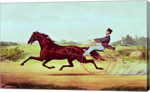 Framed Celebrated Horse Print