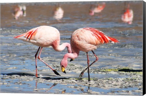 Framed Flamingos Laguna Colorada Print