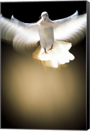 Framed White Dove in flight Print