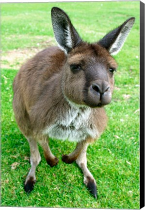 Framed Portrait of a kangaroo, Australia Print