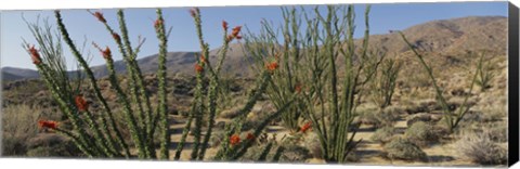 Framed Ocotillo Anza Borrego Desert State Park CA Print