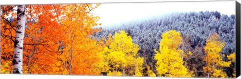 Framed Aspen trees in a forest, Blacktail Butte, Grand Teton National Park, Wyoming, USA Print