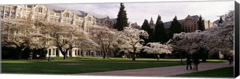 Framed University of Washington, Seattle, King County, Washington State Print