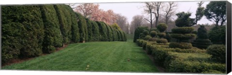 Framed Hedge in a formal garden, Ladew Topiary Gardens, Monkton, Baltimore County, Maryland Print
