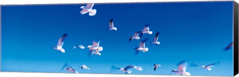 Framed Birds in flight Flagler Beach FL USA Print