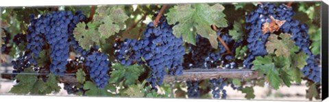 Framed USA, California, Napa Valley, grapes Print