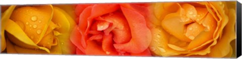 Framed Close-up of roses with dew drops Print