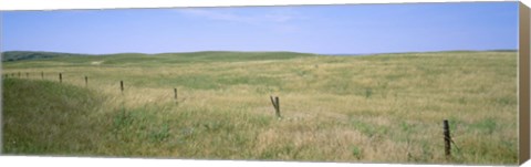 Framed Grass on a field, Cherry County, Nebraska, USA Print