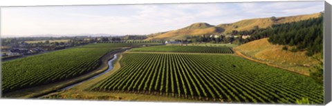 Framed Mission Vineyard, Hawkes Bay North Island, New Zealand Print