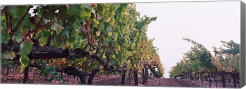 Framed Crops in a vineyard, Sonoma County, California, USA Print