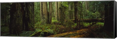 Framed Hoh Rainforest Trees, Olympic National Park Print