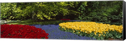 Framed Flowers in a garden, Keukenhof Gardens, Lisse, Netherlands Print