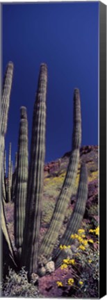 Framed Close up of Organ Pipe cactus, Arizona Print